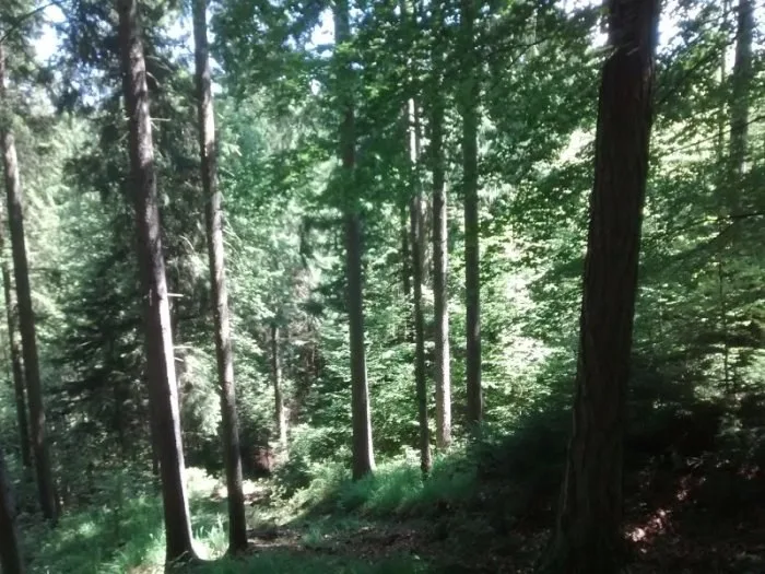 Waldfläche aus der Forstgalerie des Sägewerks